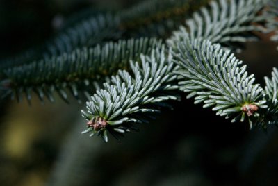 Abies pinsapo 'Argentea' - jedle španělská - jehlice